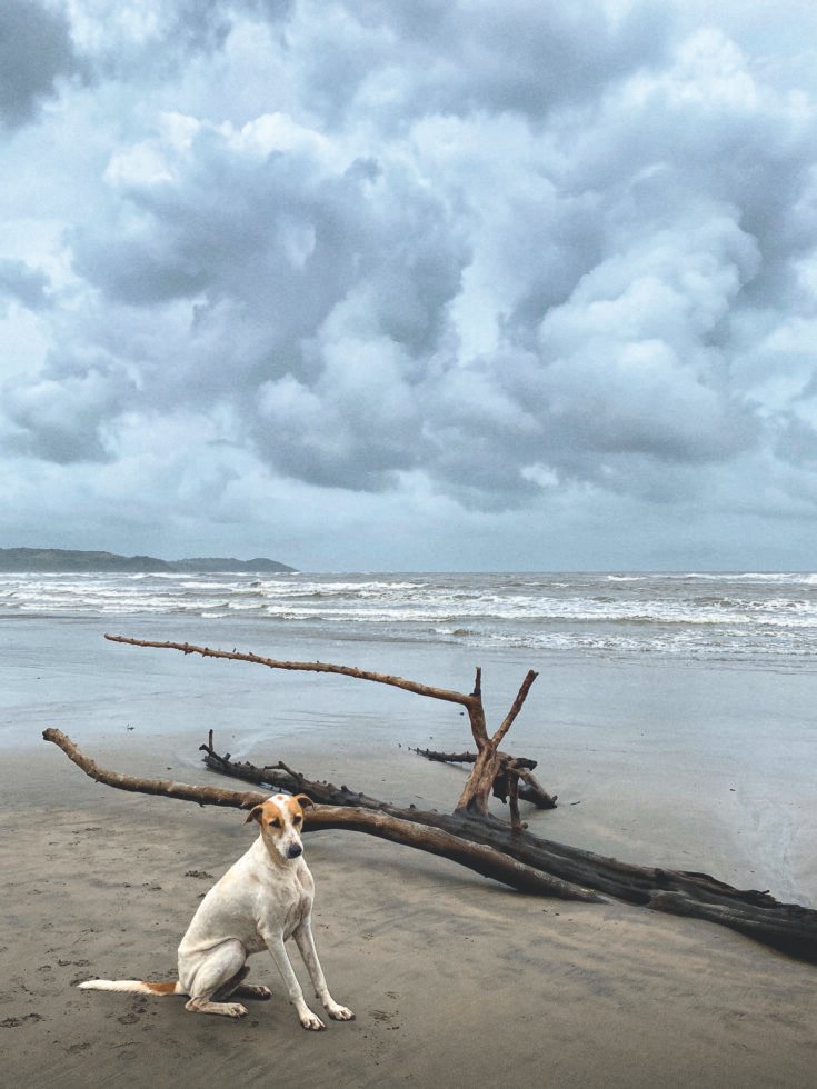 Rain Dogs