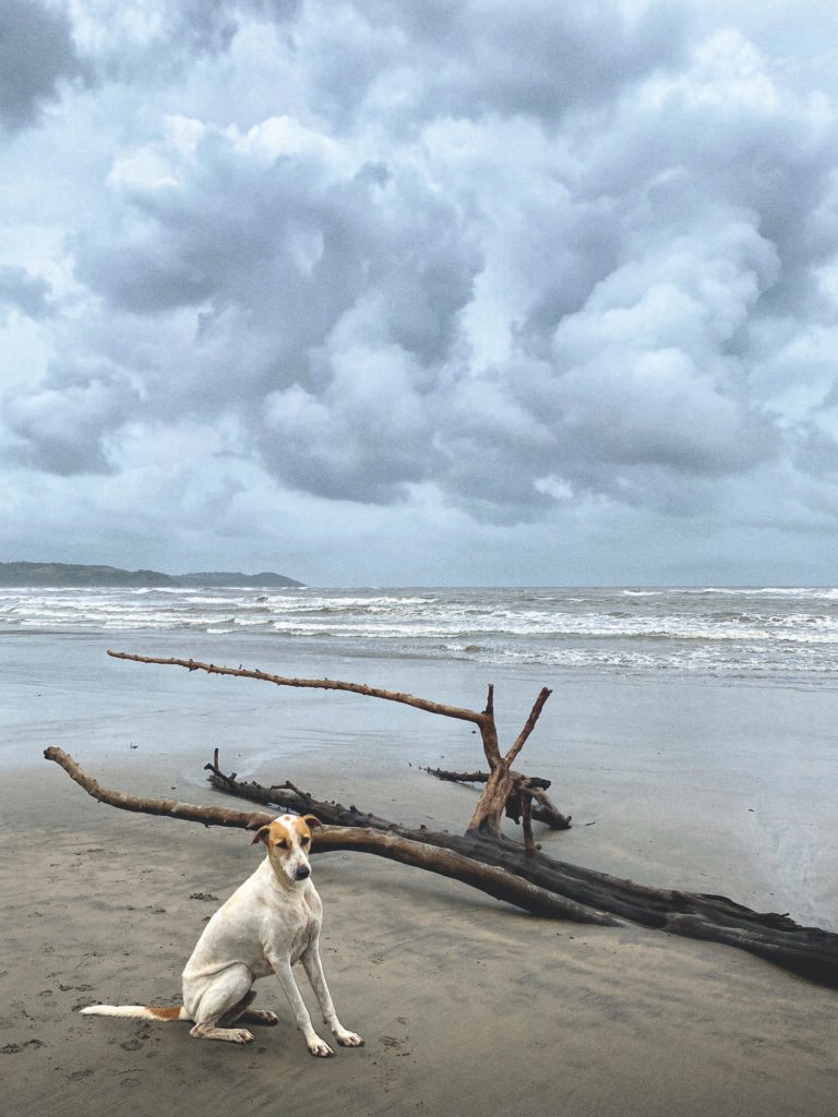 Rain Dogs