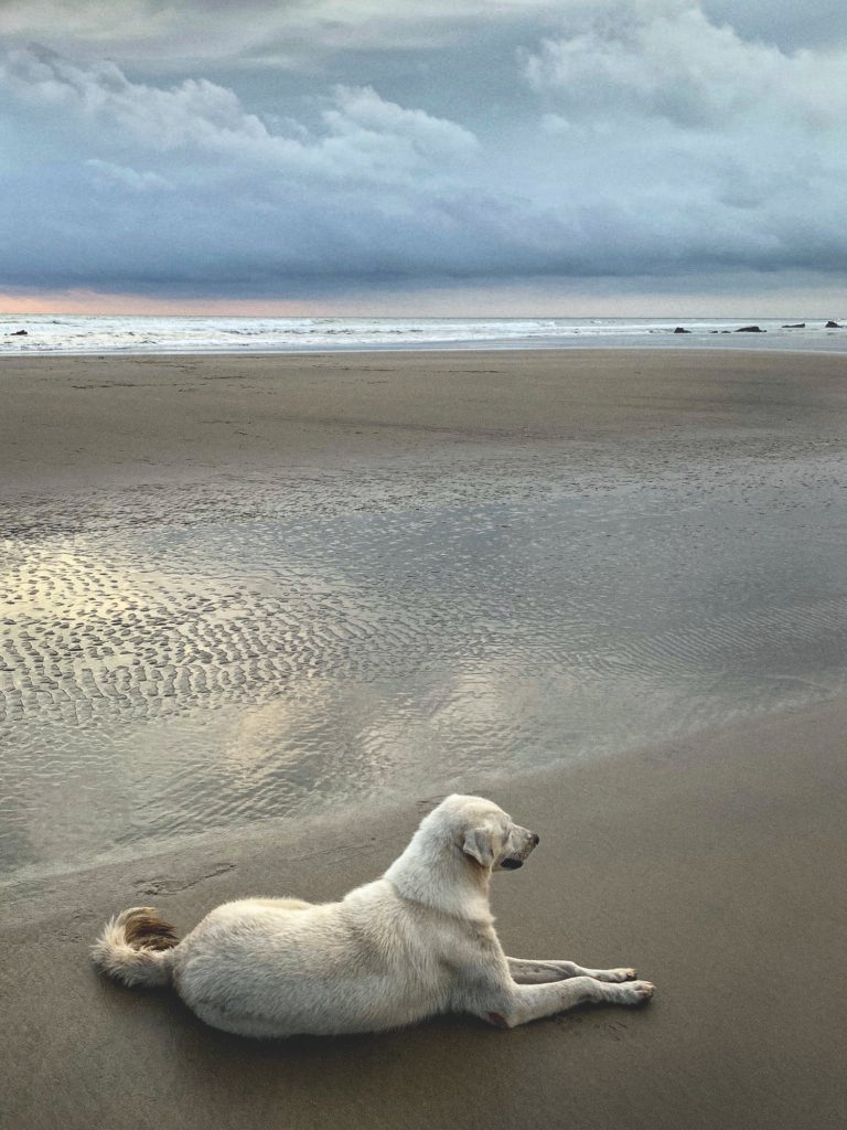 Rain Dogs
