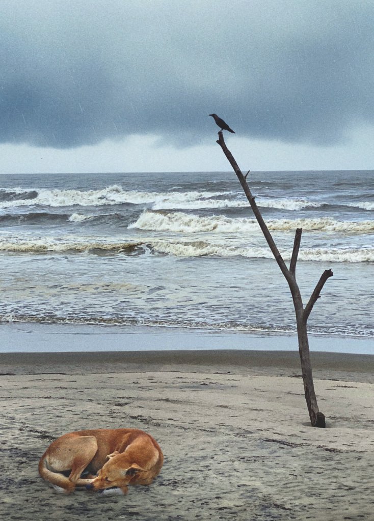 Rain Dogs