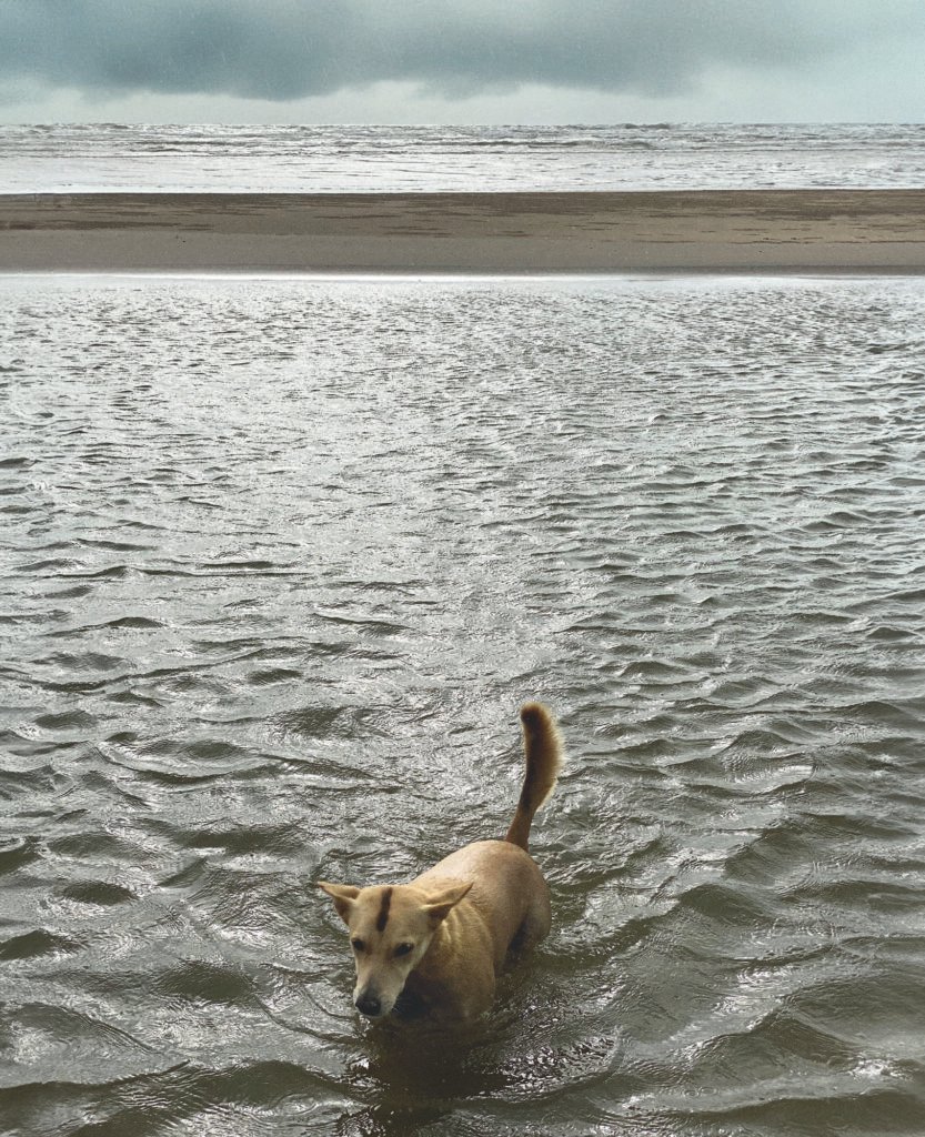 Rain Dogs