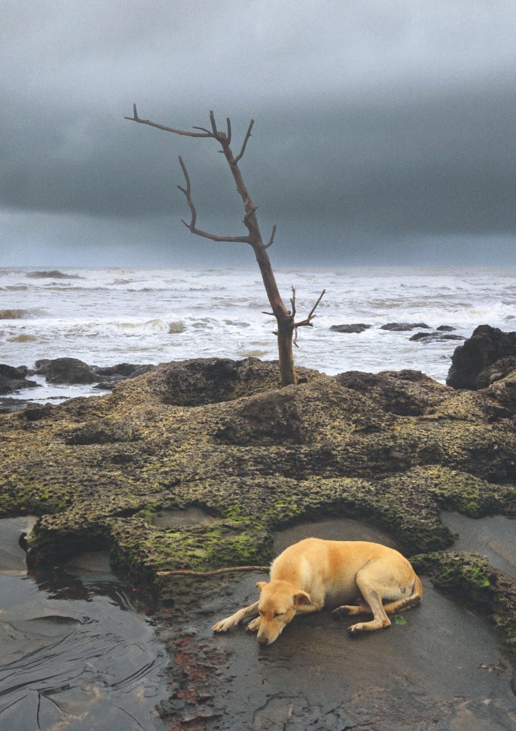Rain Dogs